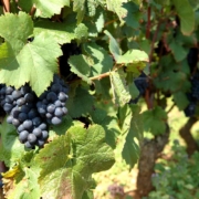 Beaune, capitale des vins de Bourgogne